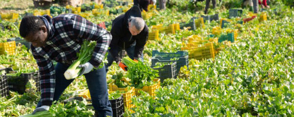 saisonniers agricoles