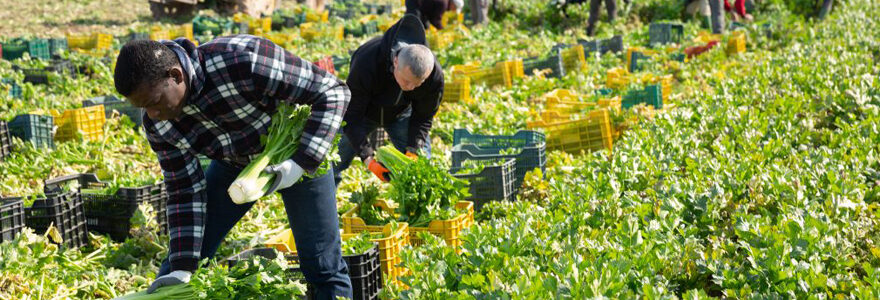 saisonniers agricoles